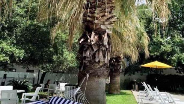 Un hamac sous un palmier, dans un espace verdoyant agrémenté de chaises longues et d’un parasol jaune.
