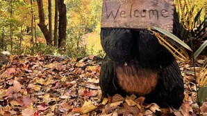 Una escultura de madera de un oso sosteniendo un letrero que dice “Bienvenido” en un área boscosa con hojas de otoño en el suelo.
