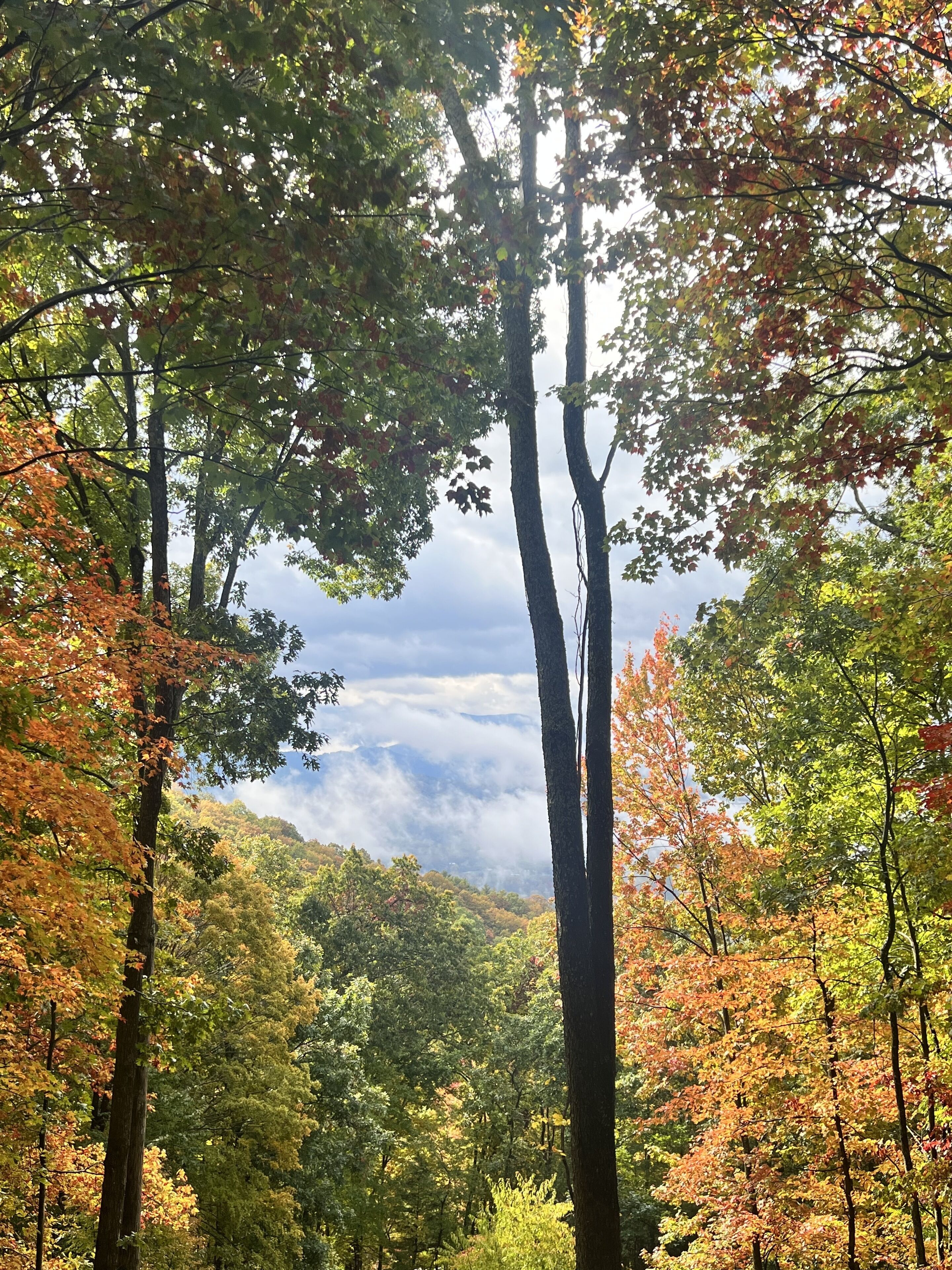 A forest with tall trees and a view of the sky through the canopy.