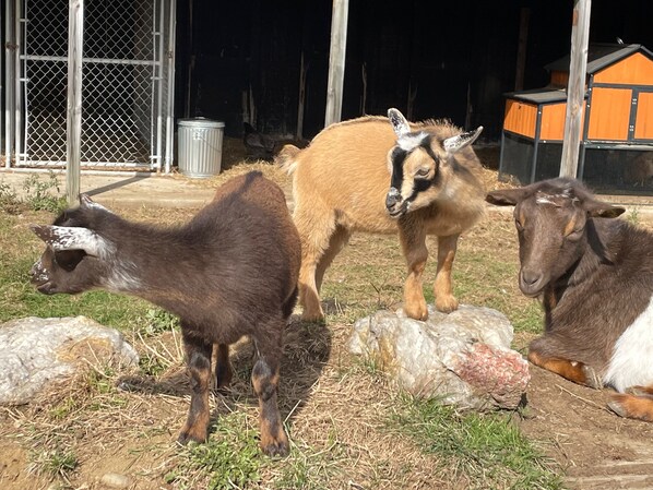 A group of goats in an outdoor enclosure with rocks and a fence.