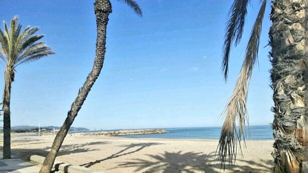 A beach with palm trees and a clear sky. - Lighthouseflat next the Marina  (Vilanova i la Geltrú)