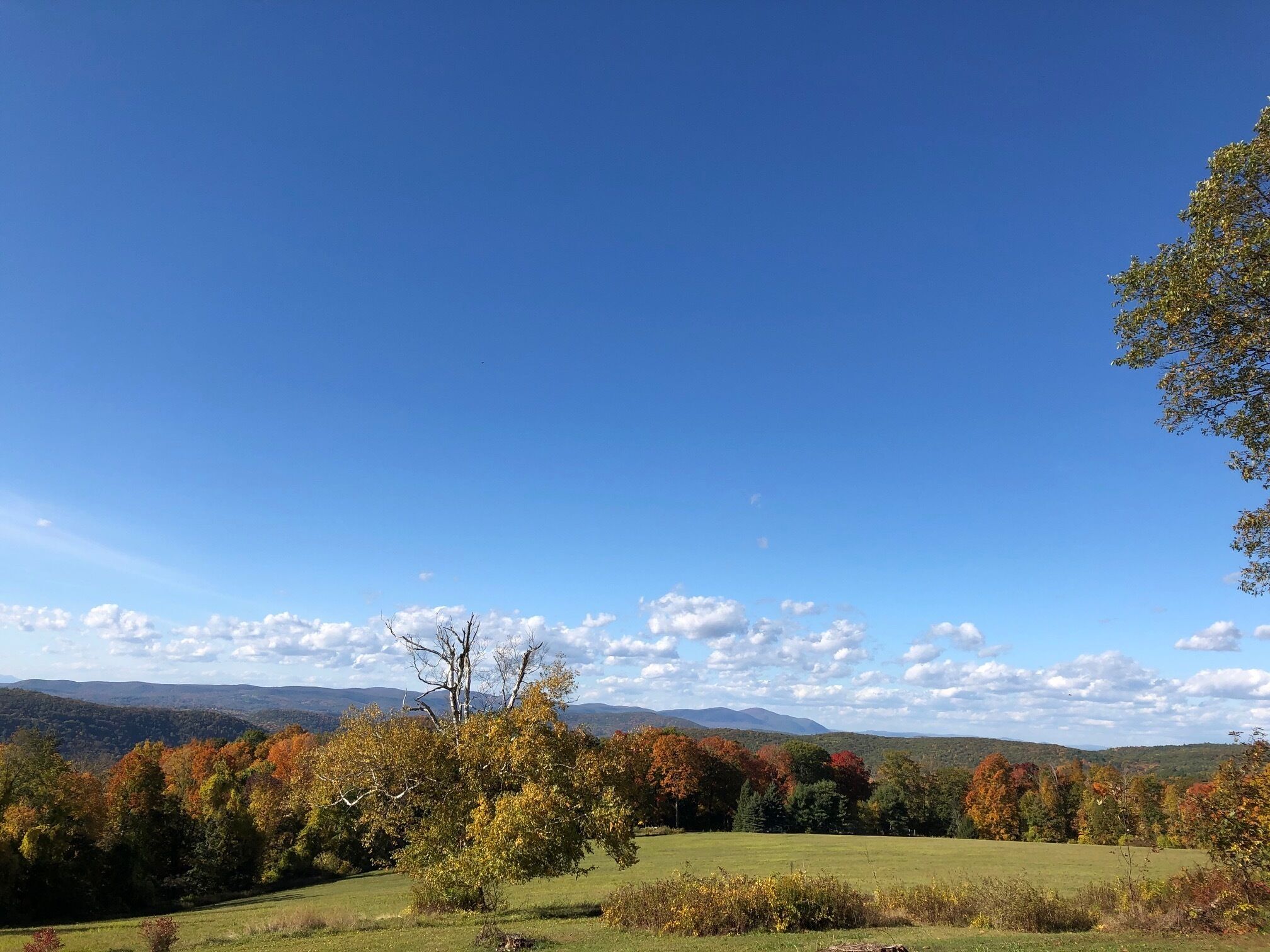 A clear view of a rural landscape with a prominent tree in the foreground, a grassy field, and a range of hills in the background under a blue sky.