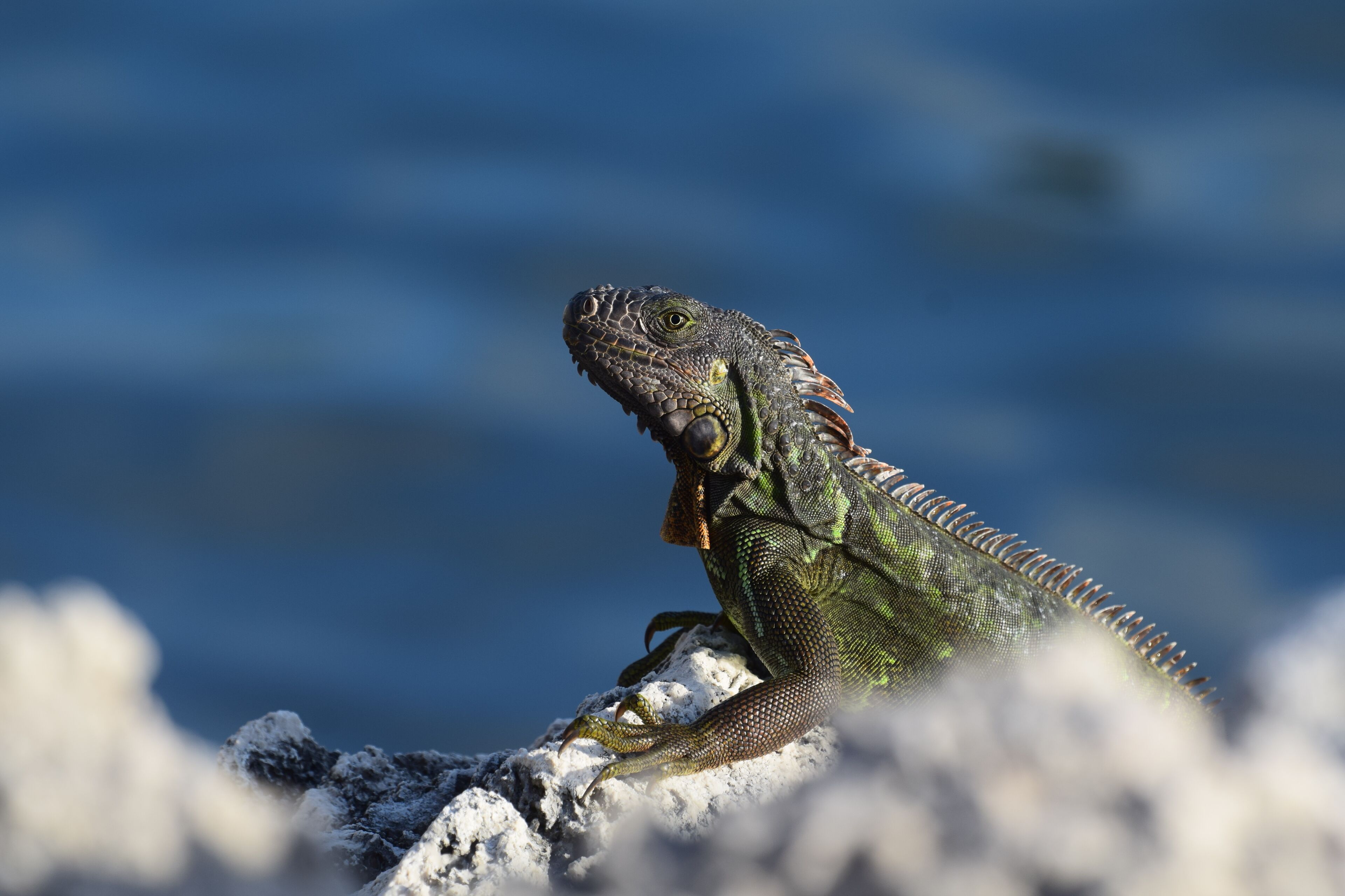 Un gros plan d’un iguane vert sur un rocher.