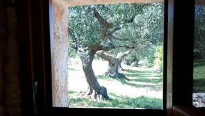 Une fenêtre donnant sur un arbre et de l’herbe.
