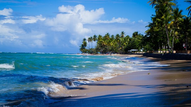 A beach with clear blue water, palm trees, and a sandy shore.