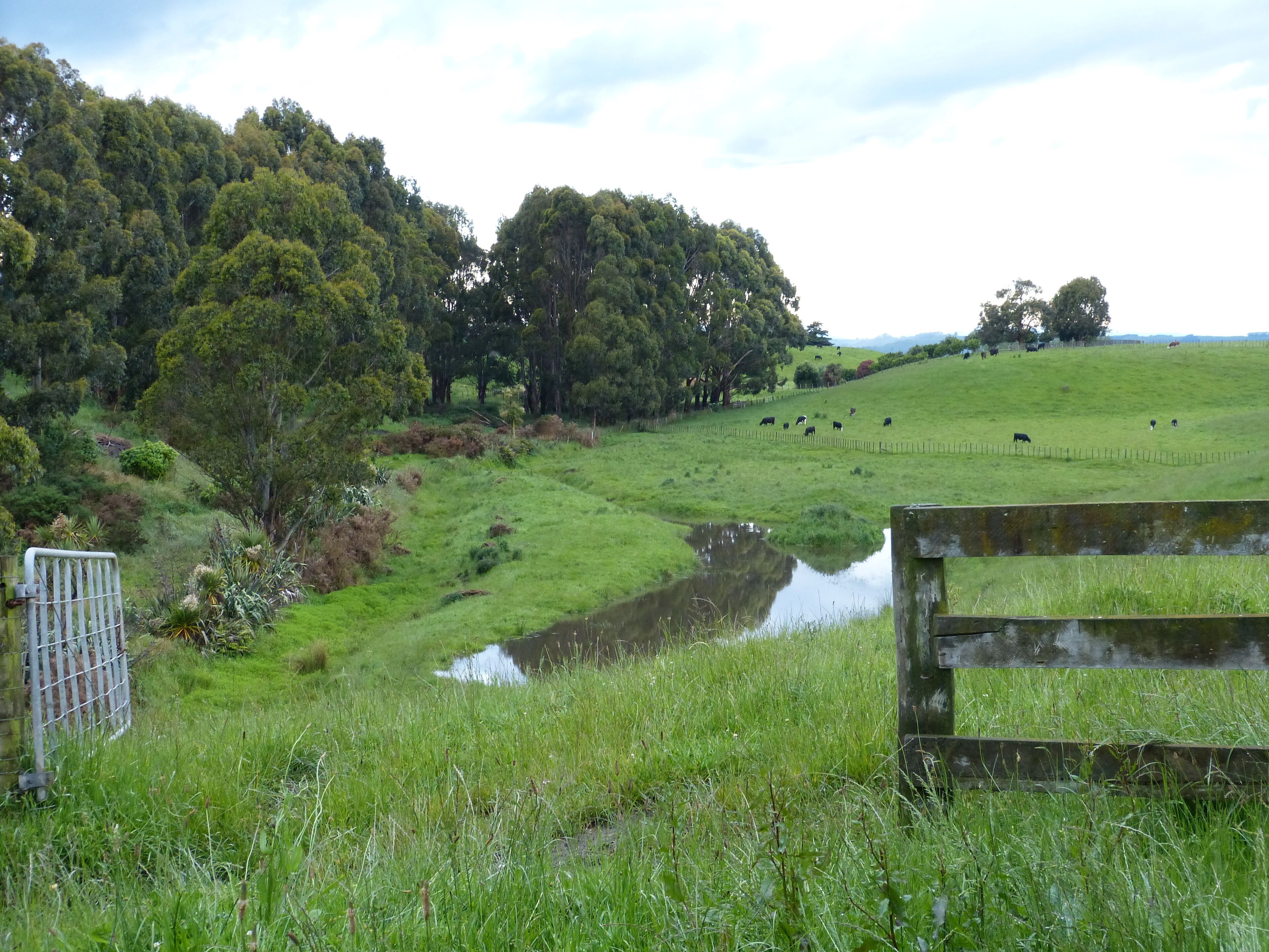 Paisaje rural con un campo cubierto de hierba, un pequeño estanque y una valla de madera.