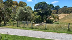 A grassy area with a gravel path, a fence, and a few potted plants.