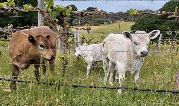 A fenced area with a brown cow and a white calf standing in a grassy field. - Nowhere Else Cottage with private spa.
Unique farm stay. (Delamere)