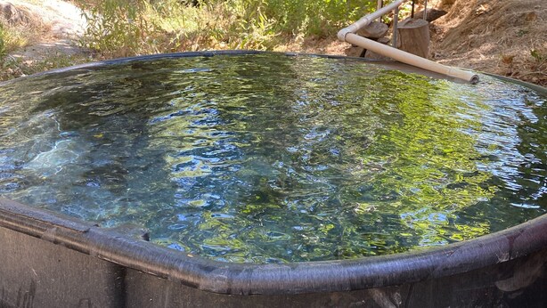 Piscina ao ar livre cristalina rodeada por árvores e vegetação.