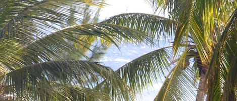 Escape to a serene tropical retreat surrounded by lush palm trees and modern architecture.