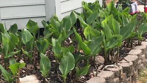 Een bloembed met groene planten voor een huis met witte gevelbekleding en een pad van bakstenen.