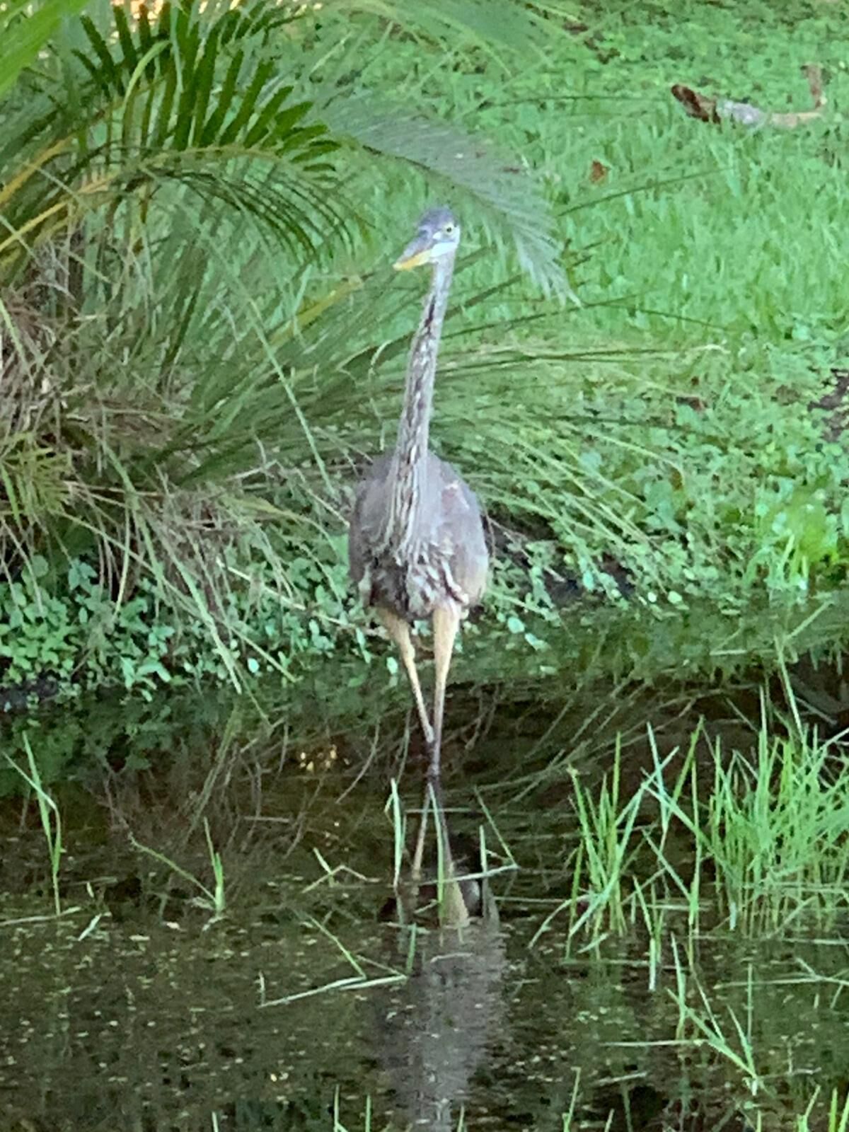 A bird standing in shallow water surrounded by dense green foliage.