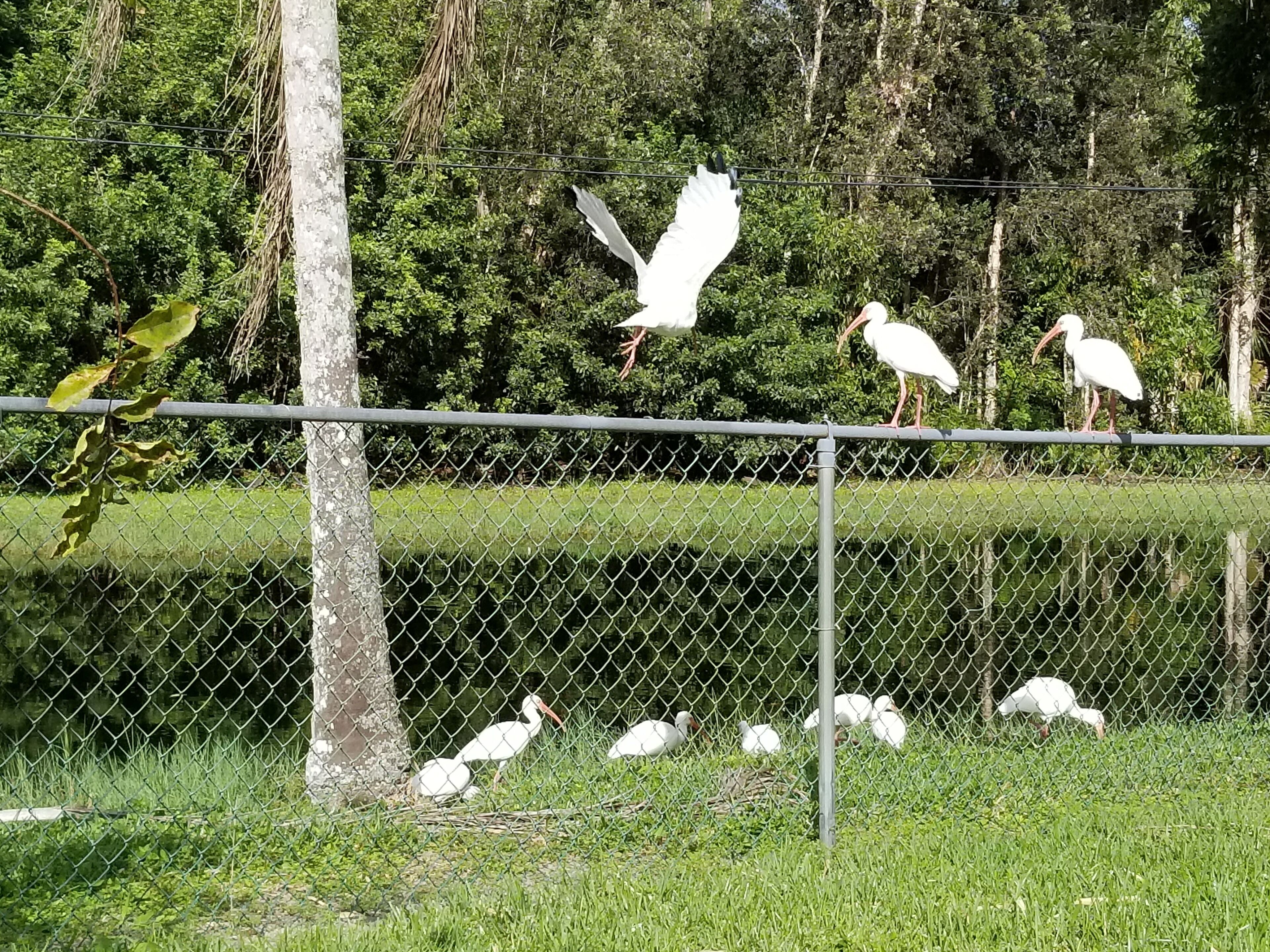 A chain-link fence with several white birds, likely storks, standing and walking around.