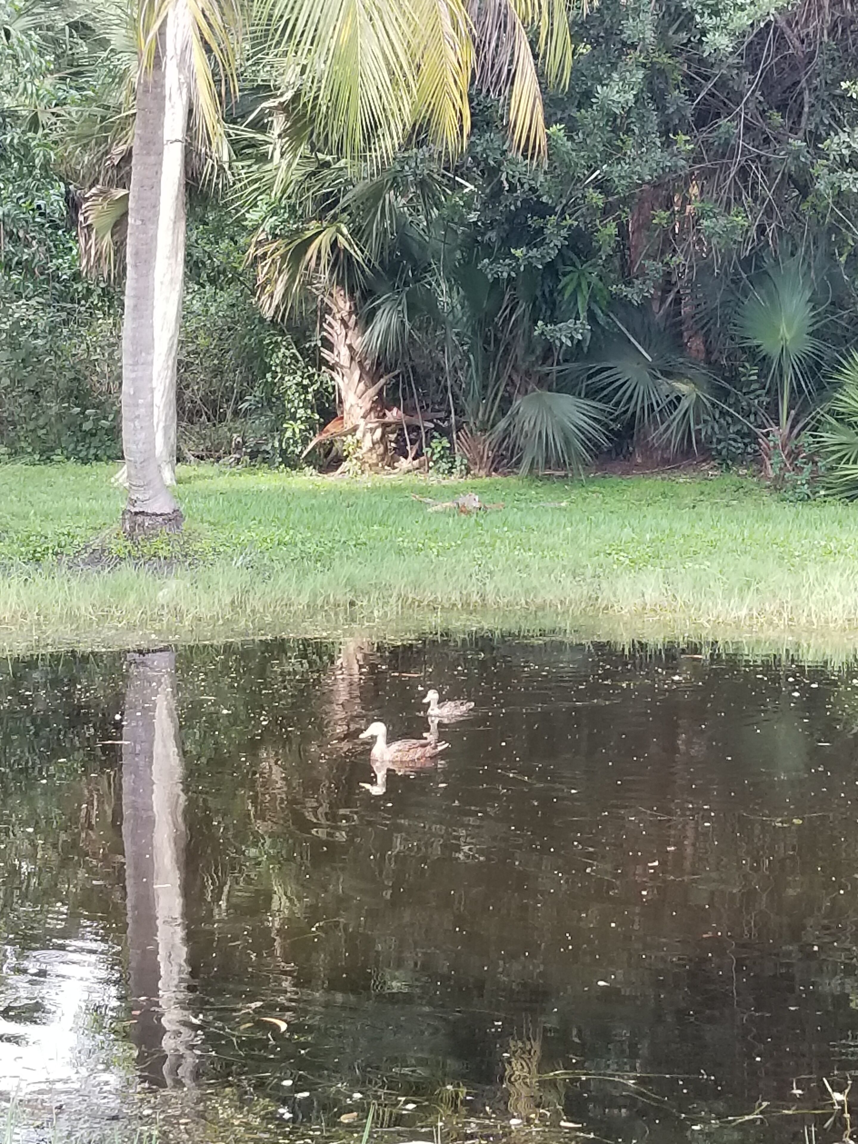 A pond with ducks, surrounded by lush greenery and a palm tree.