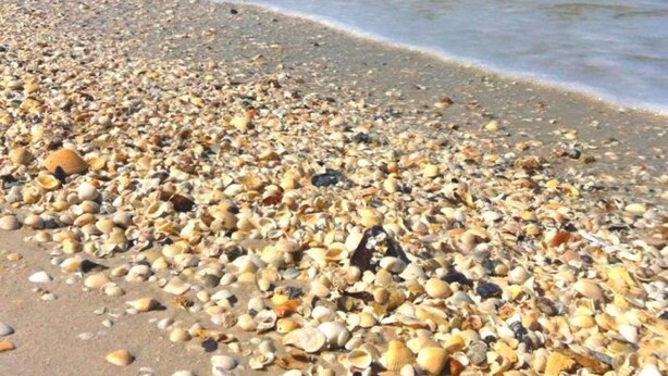 Una playa con una gran variedad de conchas marinas esparcidas sobre la arena.