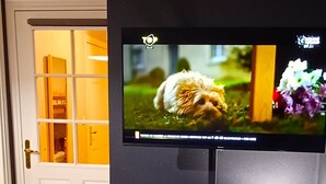 A television mounted on a wall displaying a dog in a garden. - l'Art de l'eau beach studio on private property (NEUFCHÂTEL-HARDELOT)