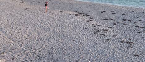 Playa en los alrededores, camastros y toallas de playa