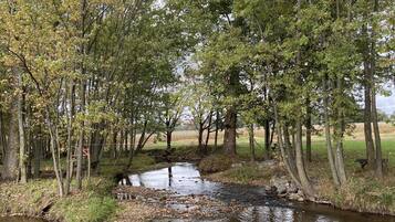 Paisaje natural con un arroyo, árboles y rocas.