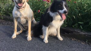 Two dogs sitting on a paved surface with a garden and flowers in the background. - ❤️ Romantic Couples Retreat in the country❤️Farm Stay  (Ephrata)