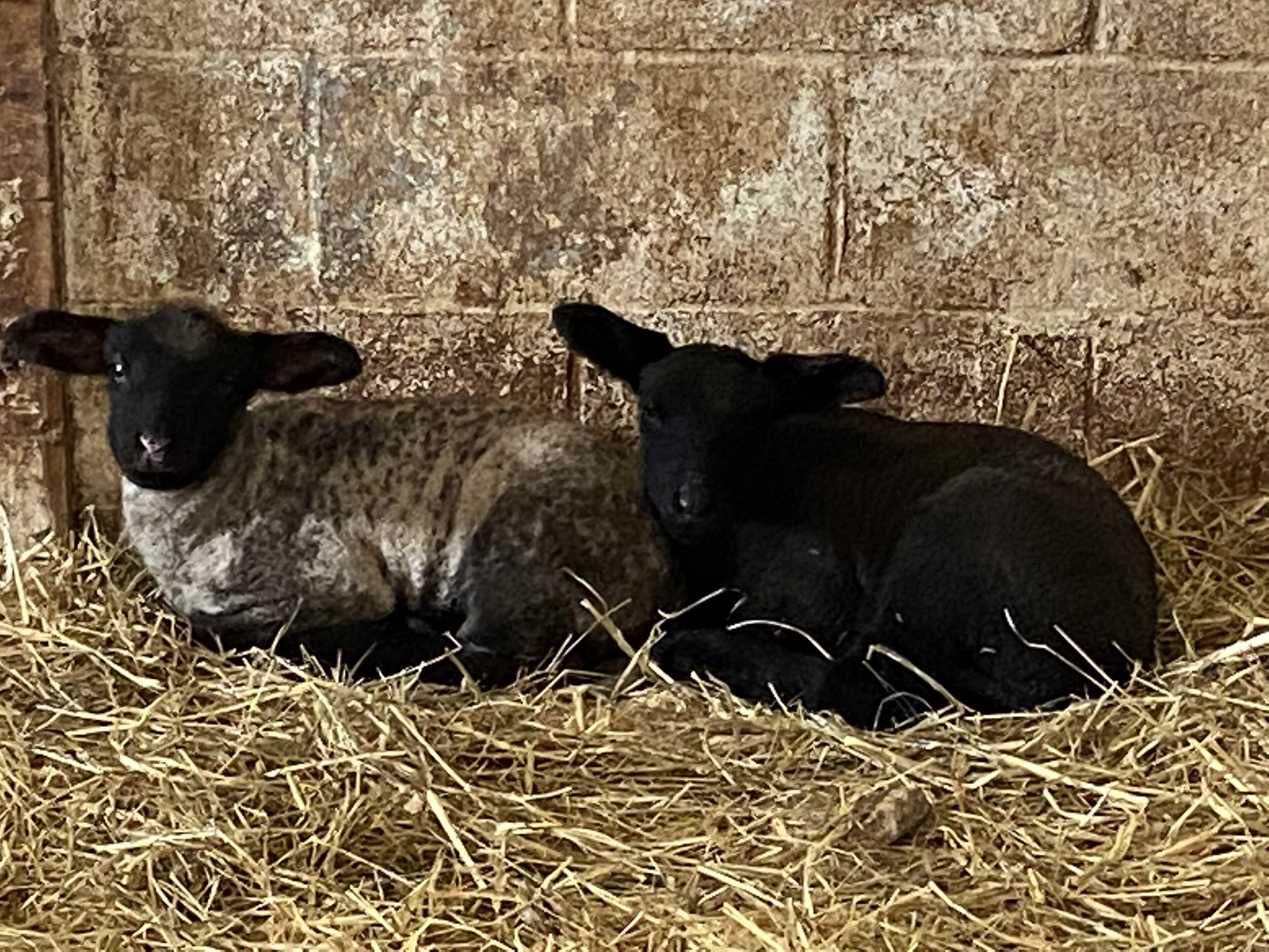 Two sheep in a barn with straw bedding and a stone wall.