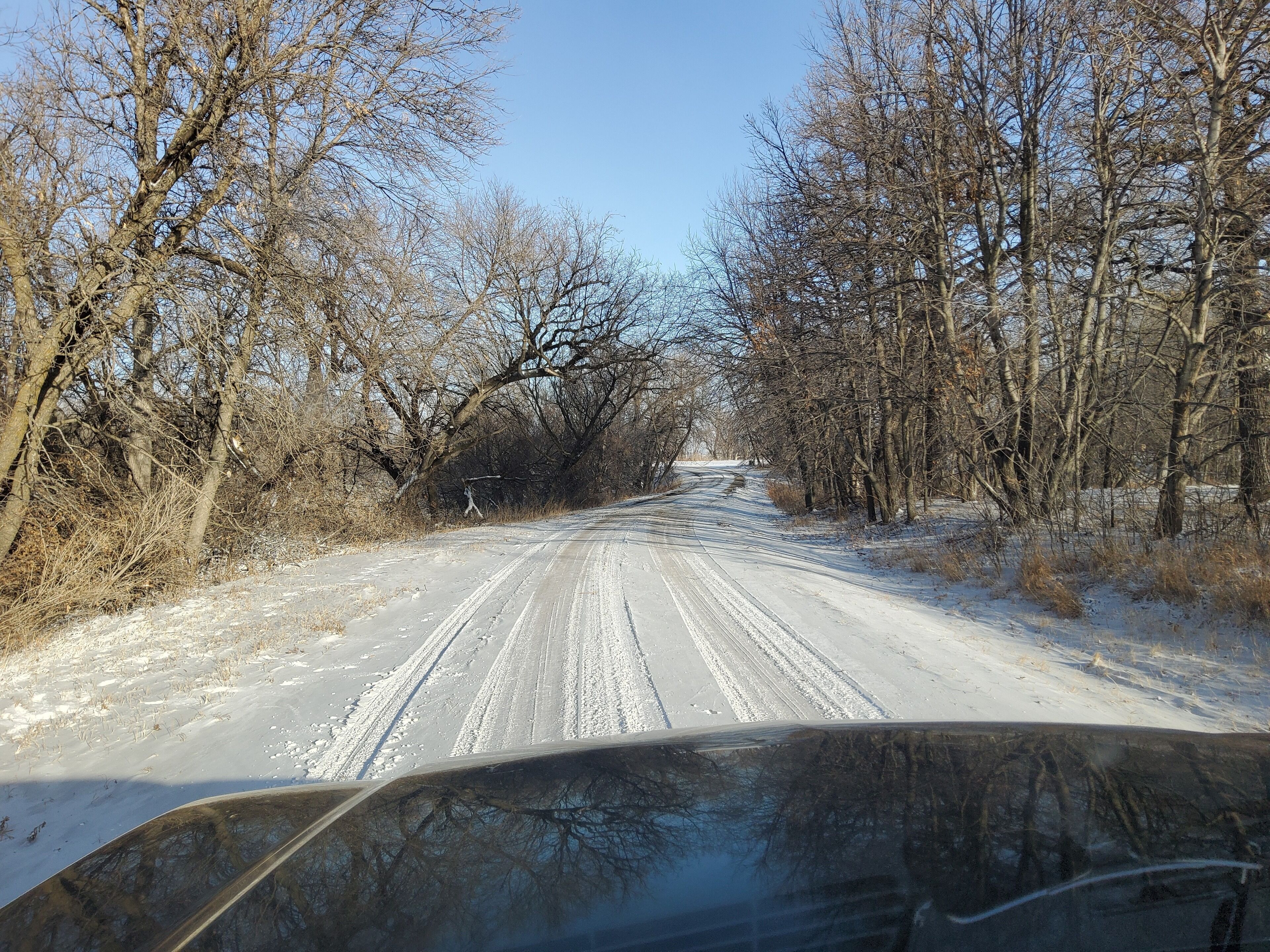 A snow-covered road flanked by leafless trees, leading into a forest.