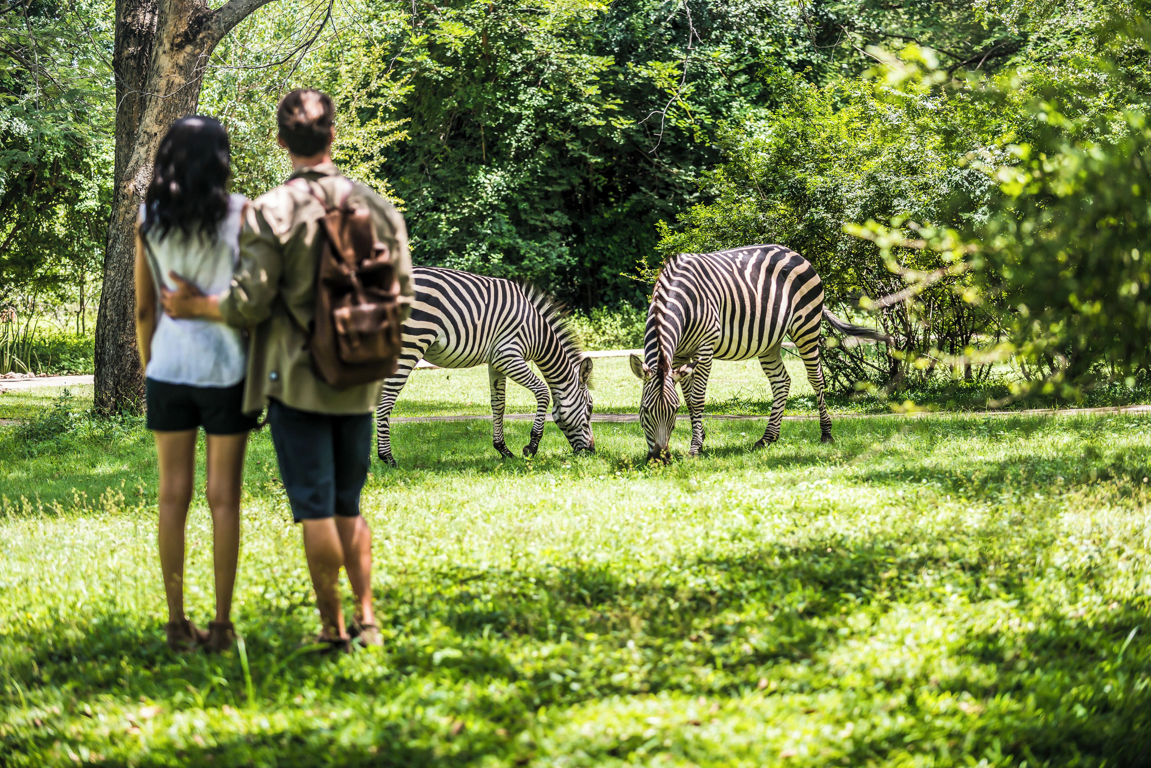 A couple standing in a grassy area with zebras in the background.