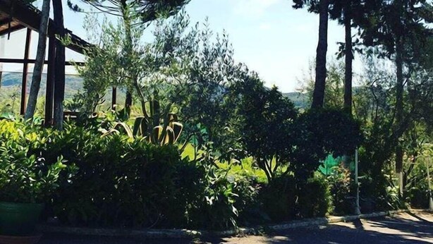 A garden with tall trees and a building with large windows. - Baron (Tirana)