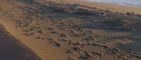 Am Strand, Liegestühle