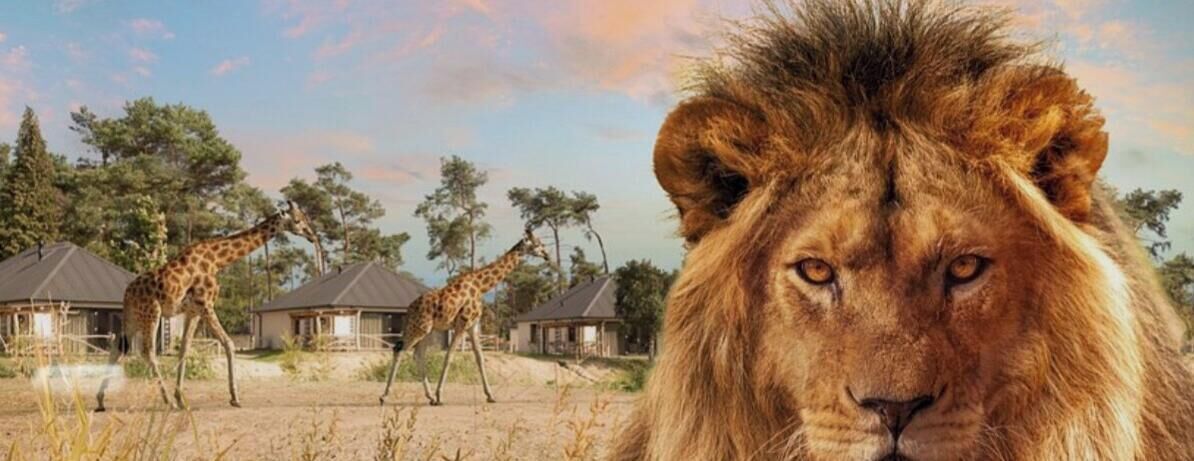 Ein Safari-Lodge mit einer Giraffe im Hintergrund und einem Löwen im Vordergrund.