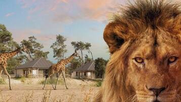 Ein Safari-Lodge mit einer Giraffe im Hintergrund und einem Löwen im Vordergrund.