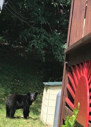 Property grounds - Cozy Chalet with First Lake access just minutes from town.  Great Location (Old Forge)