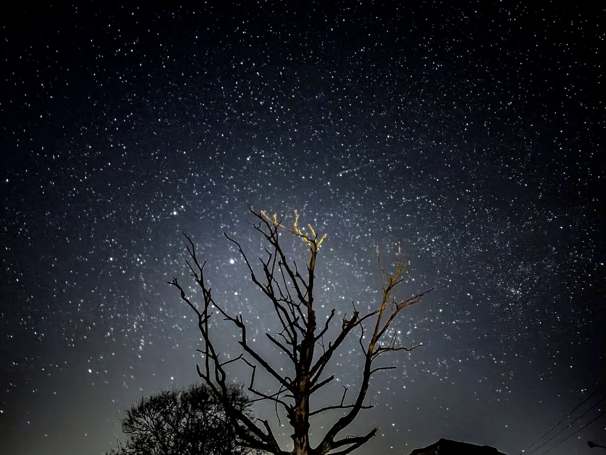 A starry night sky with a bare tree silhouetted against it.