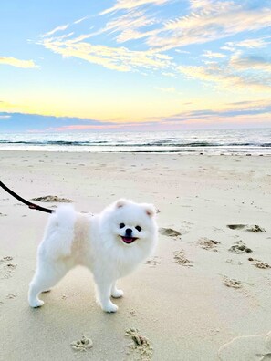 En la playa y camastros