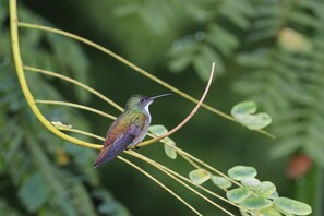 A bird perched on a thin branch.