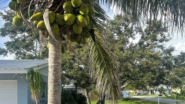 Un barrio residencial con una casa, un césped y una palmera con cocos.