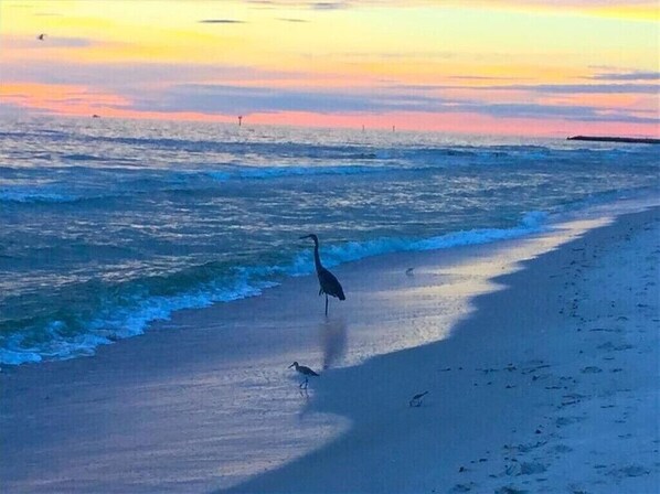 بالقرب من الشاطئ، كراسي للتشمس، مناشف للشاطئ