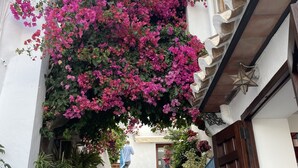 Un escalier avec une rampe bleue menant à une porte, entouré de plantes en pot et de magnifiques fleurs de bougainvillier roses.