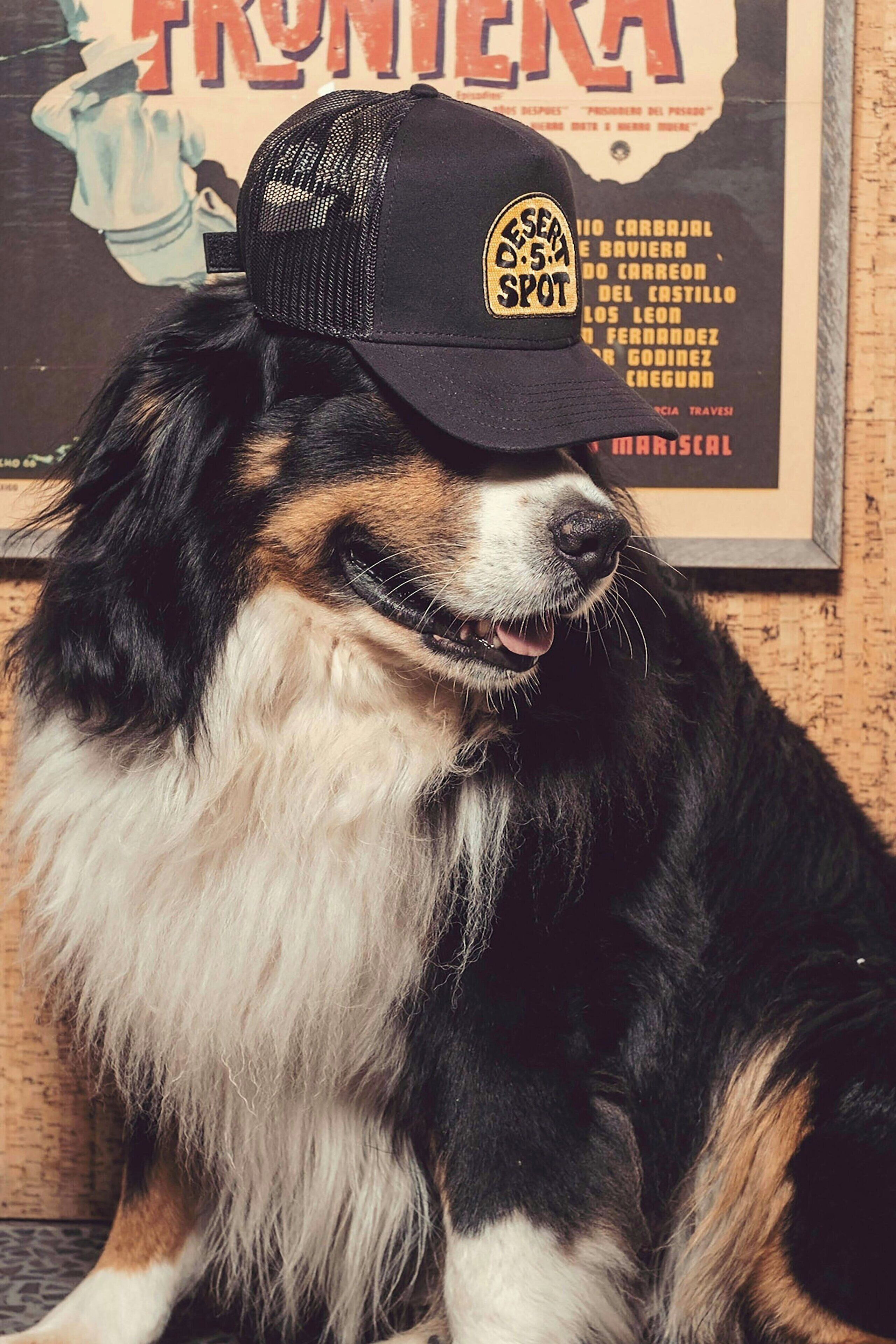 Foto - HOLLYWOOD VOLUME, a Tribute Portfolio Hotel