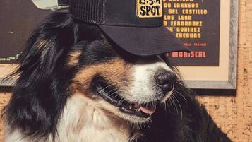 Ein Hund mit Mütze, mit Wüstenspots-Logo.