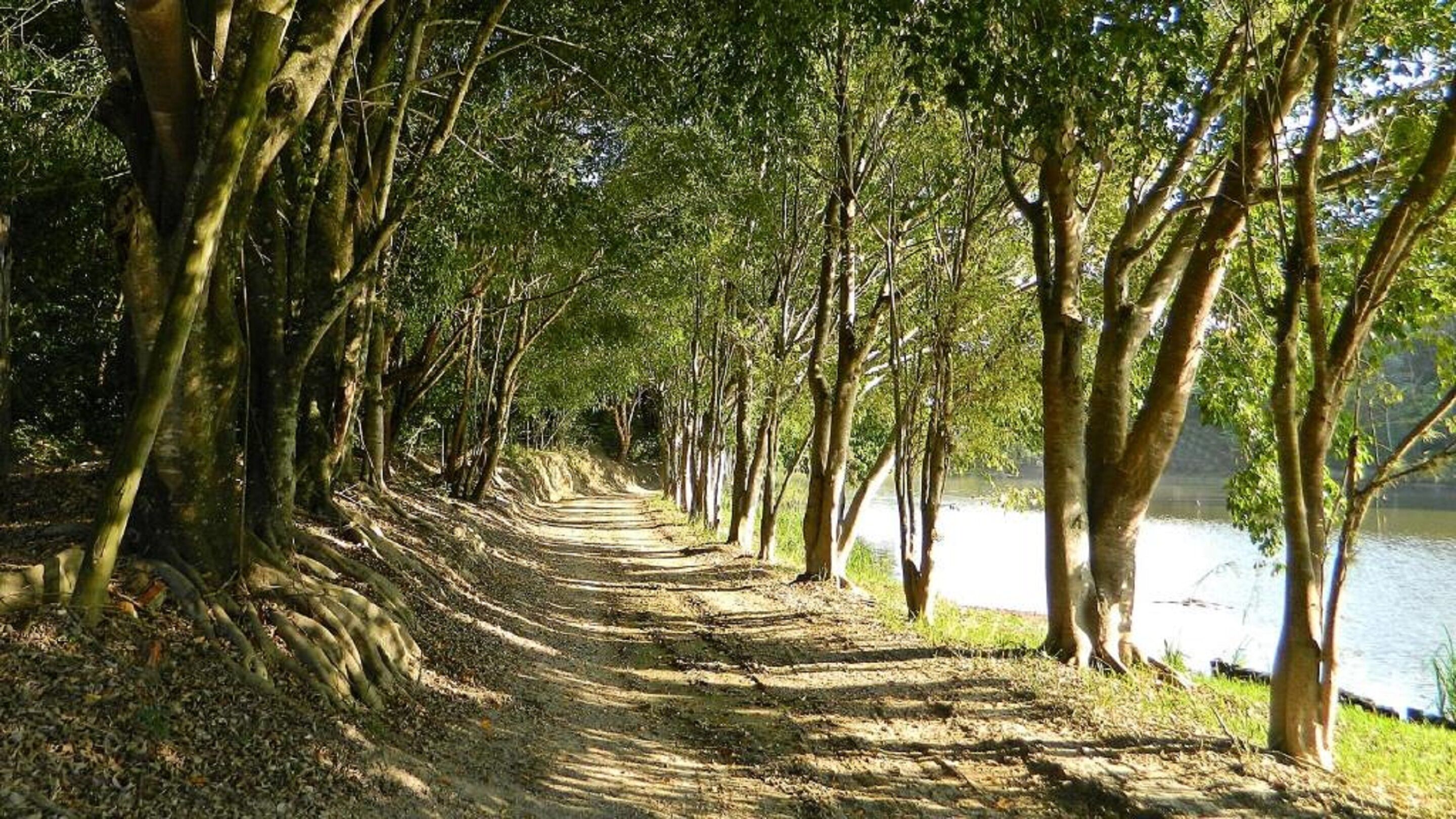A tree-lined path beside a body of water.