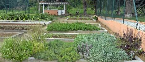 A vegetable garden with raised beds, a gazebo, and a fence.