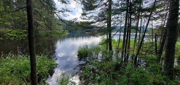 En stilla sjö omgiven av skog, med höga träd och tät vegetation.