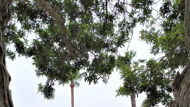 Ein Park mit Palmen, einem gepflasterten Weg und einer Rasenfläche.
