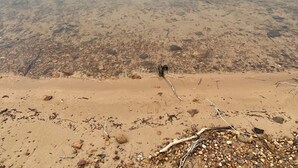 Un lago tranquilo con orilla arenosa y una colina al fondo.