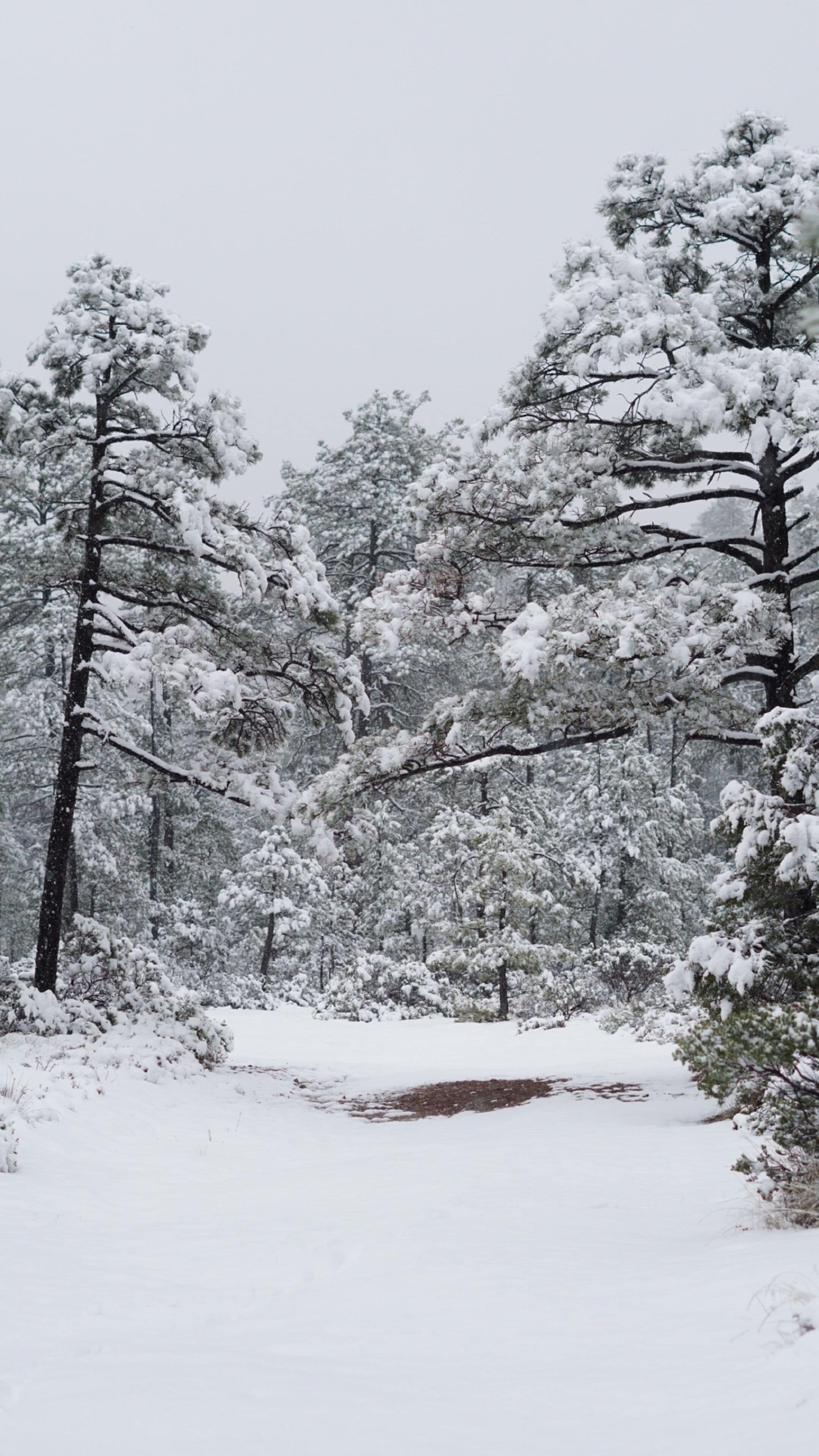 A snowy forest scene with tall trees covered in snow.