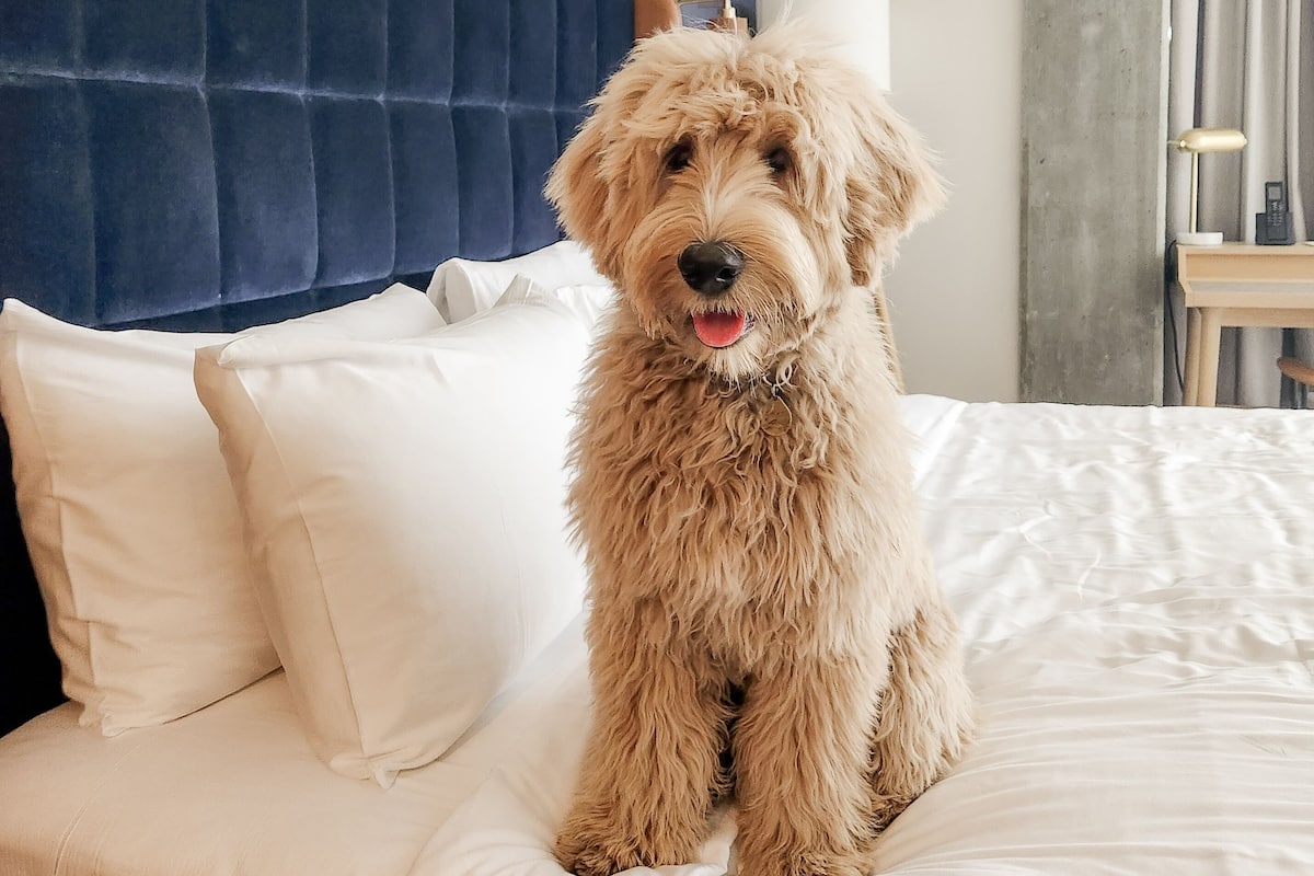 A dog sitting on a bed with white bedding and a blue headboard.