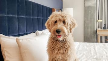 Un perro sentado en una cama con ropa de cama blanca y un cabecero azul.