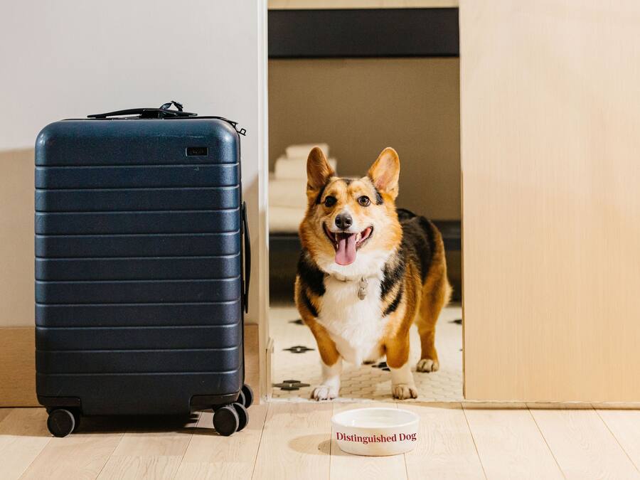 A dog standing next to a suitcase on a wooden floor with a bowl labeled "Distinguished Dog".
