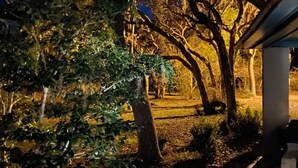 Una vista nocturna de un jardín con árboles y un sendero.