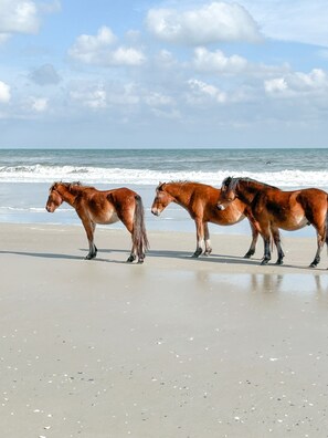 Beach nearby, sun-loungers
